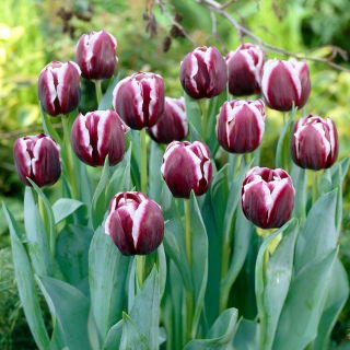 Tulipan Jackpot - GIGA paczka! - 250 szt.