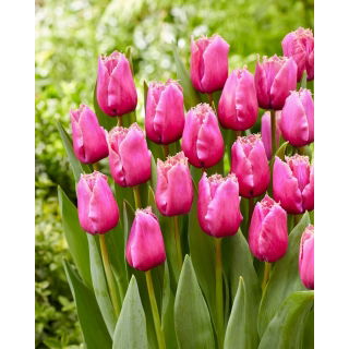 Tulipan Louvre - duża paczka! - 50 szt.