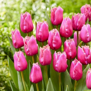 Tulipan Louvre - GIGA paczka! - 250 szt.