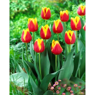 Tulipan Residence - duża paczka! - 50 szt.