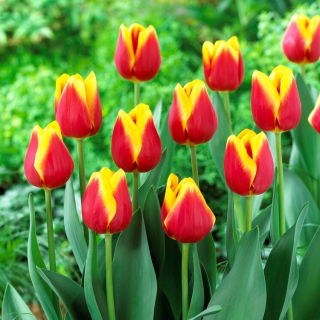 Tulipan Residence - duża paczka! - 50 szt.