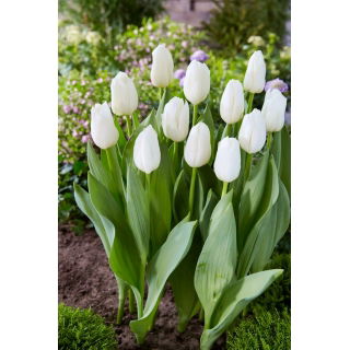 Tulipan White Dynasty - 5 szt.
