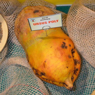 Burak pastewny wielokiełkowy Ursus Poly - żółty - 1 kg