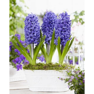 Hiacynt Blue Pearl - GIGA paczka! - 150 szt.