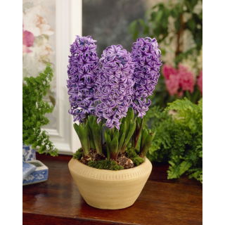 Hiacynt Purple Star - GIGA paczka! - 150 szt.