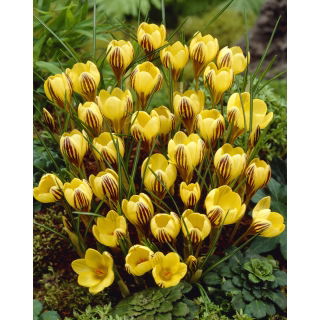 Krokus Gipsy Girl - GIGA paczka! - 500 szt.