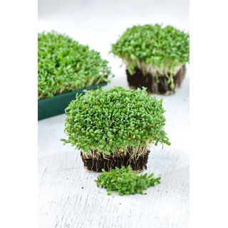 Microgreens - Lucerna siewna - młode listki o unikalnym smaku