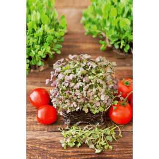 Microgreens - Mizuna czerwona - młode listki o unikalnym smaku - 100 gram