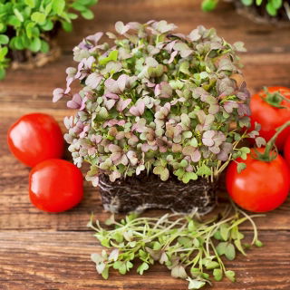 Microgreens - Mizuna czerwona - młode listki o unikalnym smaku - 100 gram