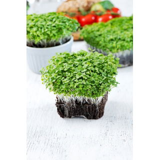Microgreens - Mizuna zielona - młode listki o unikalnym smaku - 100 gram