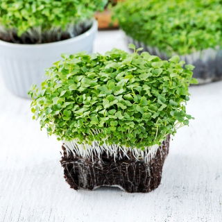 Microgreens - Mizuna zielona - młode listki o unikalnym smaku - 100 gram