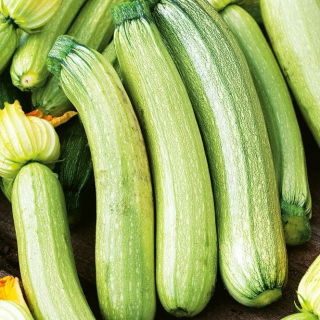 Nasiona cukinii i ogórków - zestaw 4 odmian