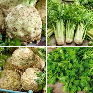 Nasiona selera korzeniowego i naciowego - zestaw 4 odmian