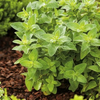 Oregano - Lebiodka pospolita