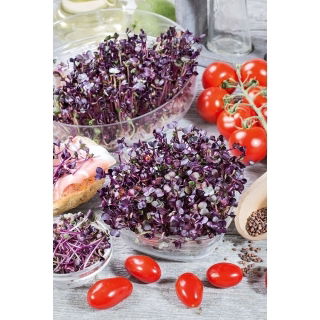 Nasiona na kiełki - Rzodkiewka Sango - 500 gram