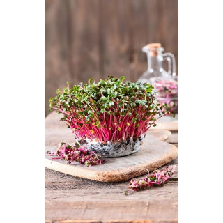 Microgreens - Rzodkiewka czerwona - młode listki o unikalnym smaku