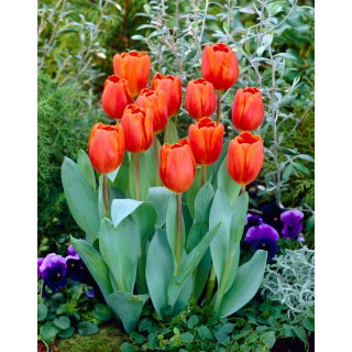 Tulipan Annie Schilder - GIGA paczka! - 250 szt.