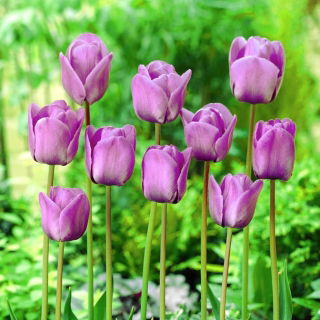 Tulipan Blue Aimable - GIGA paczka! - 250 szt.