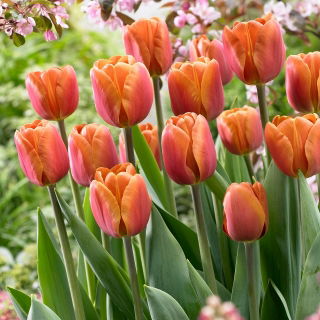 Tulipan Brown Sugar - GIGA paczka! - 250 szt.