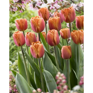 Tulipan Brown Sugar - GIGA paczka! - 250 szt.