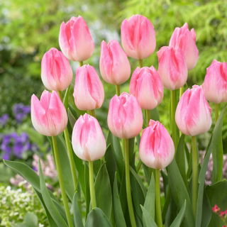 Tulipan First Class - GIGA paczka! - 250 szt.