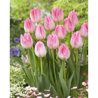 Tulipan First Class - GIGA paczka! - 250 szt.