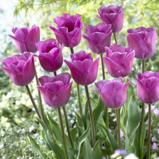 Tulipan Magic Lavender - GIGA paczka! - 250 szt.