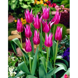 Tulipan Maytime - GIGA paczka! - 250 szt.