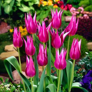 Tulipan Maytime - GIGA paczka! - 250 szt.