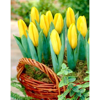 Tulipan Mini Star - GIGA paczka! - 250 szt.