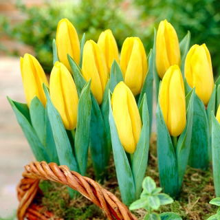 Tulipan Mini Star - GIGA paczka! - 250 szt.