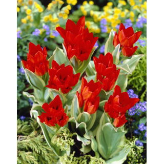 Tulipan Praestans Unicum - GIGA paczka! - 250 szt.