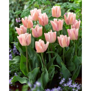 Tulipan Rejoyce - GIGA paczka! - 250 szt.