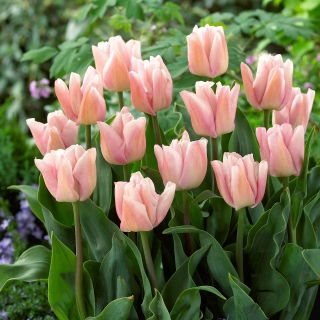Tulipan Rejoyce - GIGA paczka! - 250 szt.