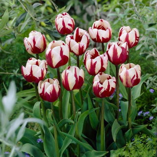 Tulipan Zurel - duża paczka! - 50 szt.