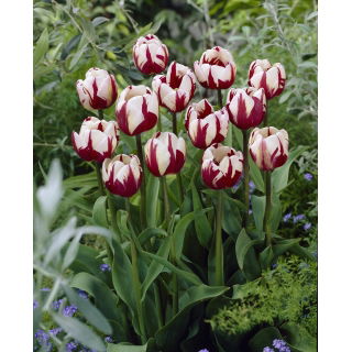 Tulipan Zurel - duża paczka! - 50 szt.