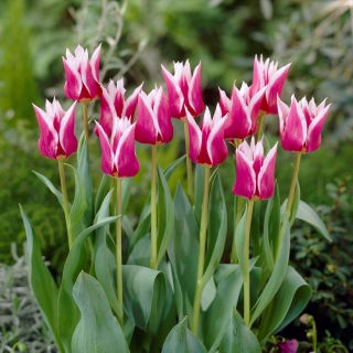 Tulipan liliokształtny Claudia - GIGA paczka! - 250 szt.