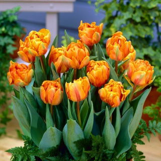 Tulipan Orange Princess - duża paczka! - 50 szt.