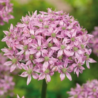 Czosnek ozdobny różowy - Pink Jewel - duża paczka! - 10 szt.