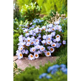 Krokus Blue Pearl - GIGA paczka! - 500 szt.