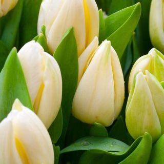 Tulipan Lemon Giant - GIGA paczka! - 250 szt.