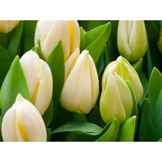 Tulipan Lemon Giant - GIGA paczka! - 250 szt.