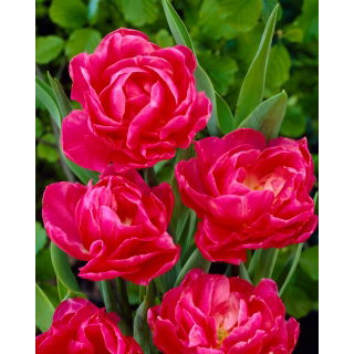 Tulipan May Wonder - GIGA paczka! - 250 szt.