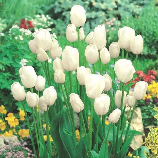 Tulipan White Bouquet - duża paczka! - 50 szt.