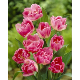 Tulipan Up Star - GIGA paczka! - 250 szt.
