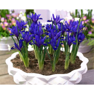 Irys botaniczny - Blue Hill - GIGA paczka! - 500 szt.