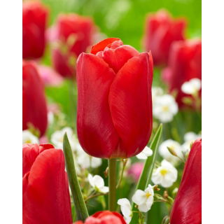 Tulipan Red Jimmy - GIGA paczka! - 250 szt.