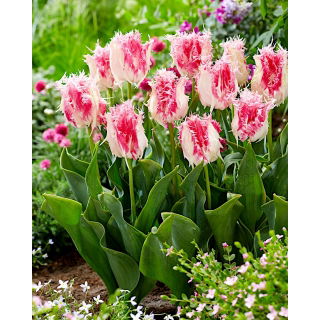 Tulipan Drakensteyn - duża paczka! - 50 szt.