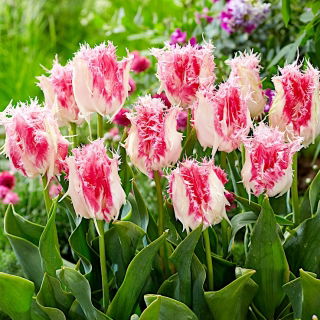 Tulipan Drakensteyn - duża paczka! - 50 szt.