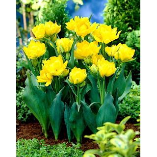 Tulipan Monte Carlo - GIGA paczka! - 250 szt.